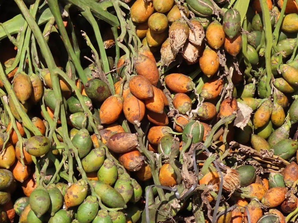 Farm stay Spice Garden Farm House Sultan Bathery